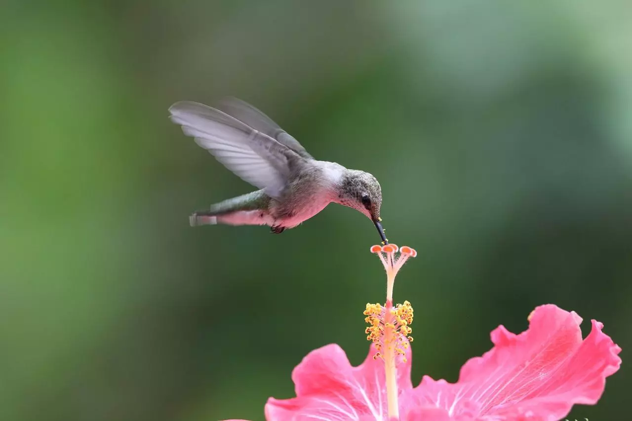 colibri-2025-03-08-13-36-15